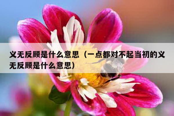 义无反顾是什么意思（一点都对不起当初的义无反顾是什么意思）