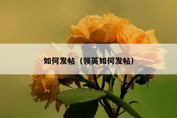 如何发帖（领英如何发帖）