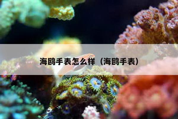 海鸥手表怎么样（海鸥手表）