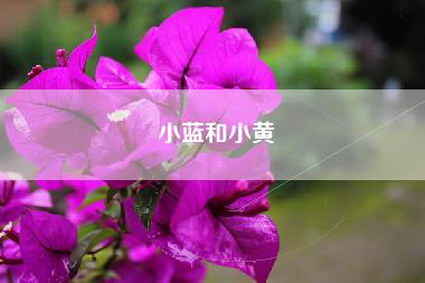 小蓝和小黄