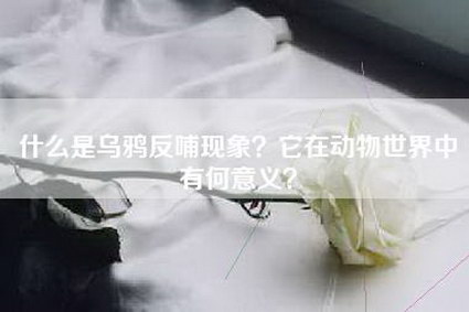 什么是乌鸦反哺现象?它在动物世界中有何意义?