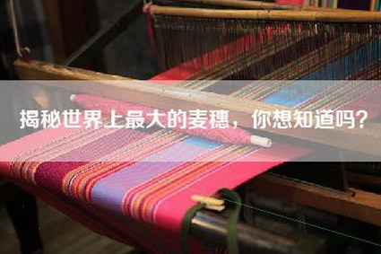 揭秘世界上最大的麦穗，你想知道吗？